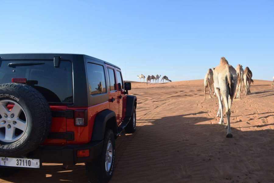 Desert Safari, Quad Bike, Camel Ride and Sandboarding Tour